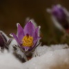 Koniklec velkokvety - Pulsatilla grandis 9061